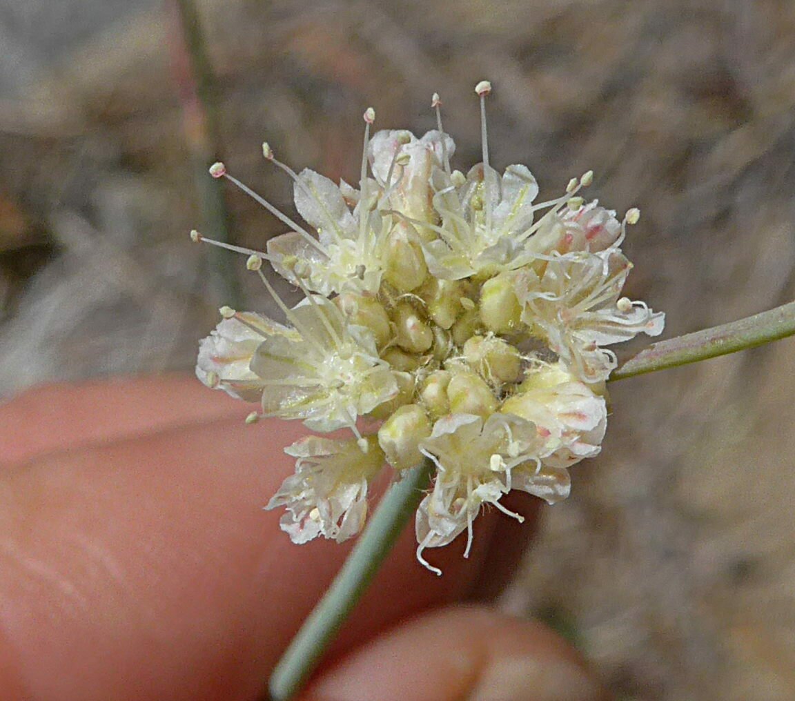 High Resolution Eriogonum nudum Flower